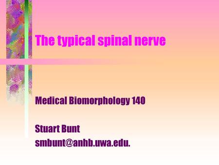 The typical spinal nerve