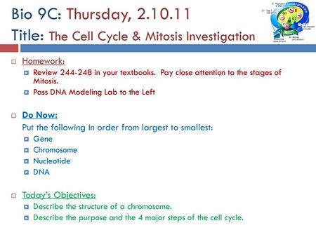 Bio 9C: Thursday, Title: The Cell Cycle & Mitosis Investigation