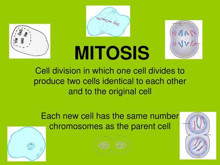 Each new cell has the same number chromosomes as the parent cell