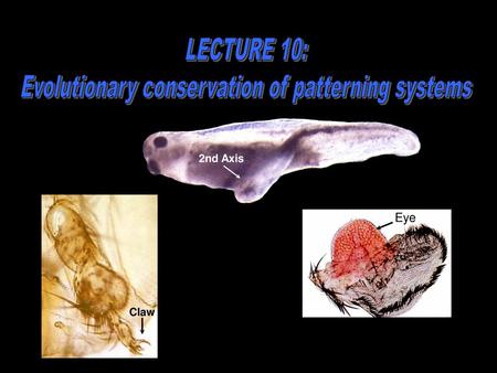 Evolutionary conservation of patterning systems