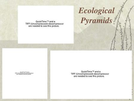 Ecological Pyramids.