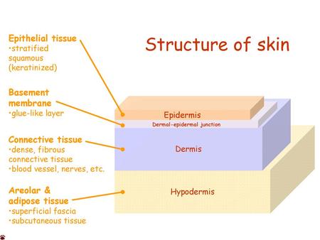 Dermal-epidermal junction