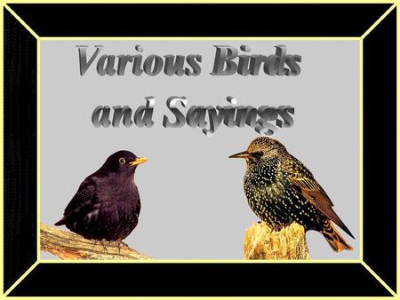 Various Birds and Sayings.