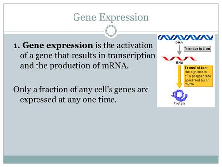 Gene Expression 1. Gene expression is the activation of a gene that results in transcription and the production of mRNA. Only a fraction of any cell’s.