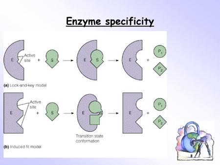 Enzyme specificity.