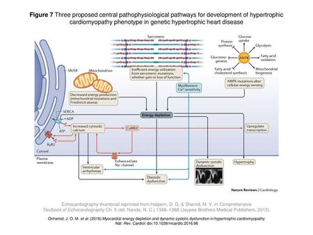 Nat. Rev. Cardiol. doi: /nrcardio