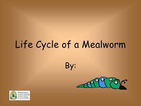 Life Cycle of a Mealworm