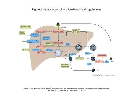 Figure 2 Hepatic action of functional foods and supplements