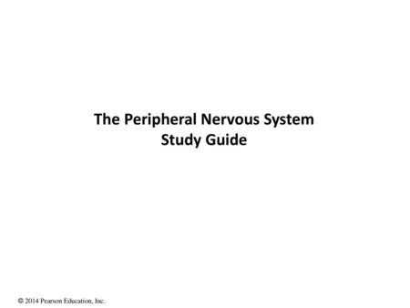 The Peripheral Nervous System