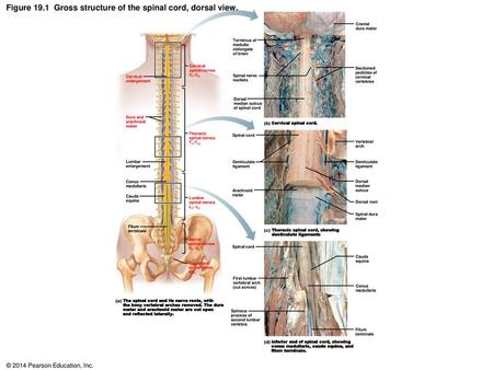 Figure 19.1 Gross structure of the spinal cord, dorsal view.