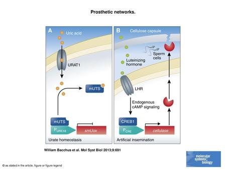 Prosthetic networks. Prosthetic networks. (A) Prosthetic network regulating urate homeostasis. Cells are engineered to respond to elevated levels of uric.