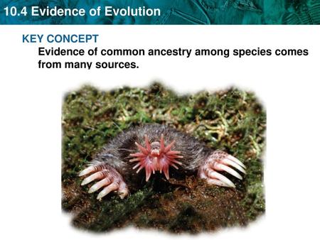 Evidence for evolution in Darwin’s time came from several sources.