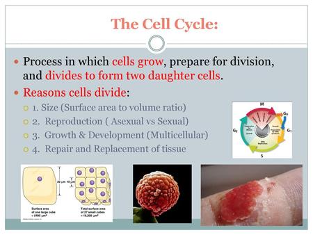 The Cell Cycle: Process in which cells grow, prepare for division, and divides to form two daughter cells. Reasons cells divide: 1. Size (Surface area.