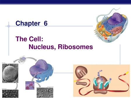 Chapter 6 The Cell: Nucleus, Ribosomes