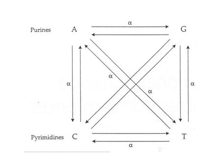 Endeavour to reconstruct the characters of each hypothetical ancestor.