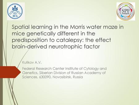 Spatial learning in the Morris water maze in mice genetically different in the predisposition to catalepsy: the effect brain-derived neurotrophic factor.