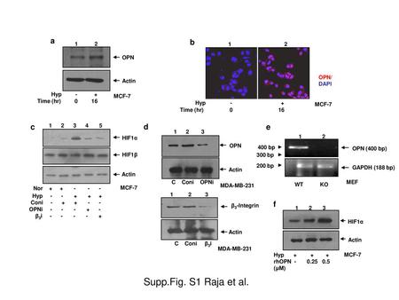 Nor Supp.Fig. S1 Raja et al. a b c d e f 1 2 Hyp - + Hyp - +