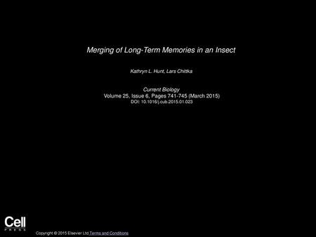 Merging of Long-Term Memories in an Insect