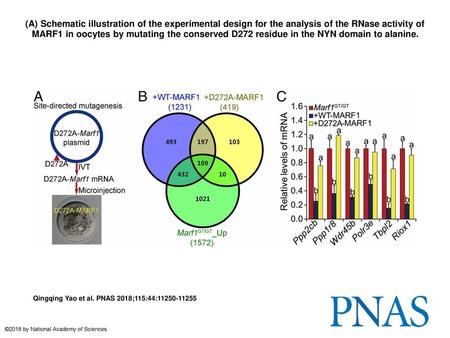 (A) Schematic illustration of the experimental design for the analysis of the RNase activity of MARF1 in oocytes by mutating the conserved D272 residue.