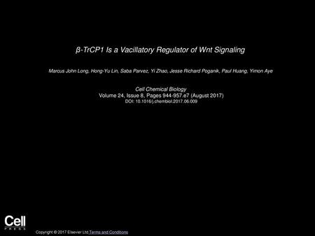 β-TrCP1 Is a Vacillatory Regulator of Wnt Signaling