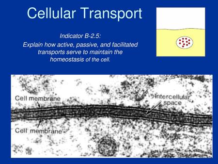 Cellular Transport Indicator B-2.5: