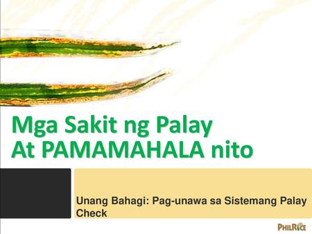 Mga Sakit ng Palay At PAMAMAHALA nito