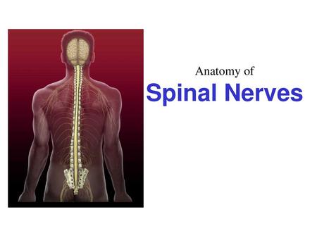 Anatomy of Spinal Nerves