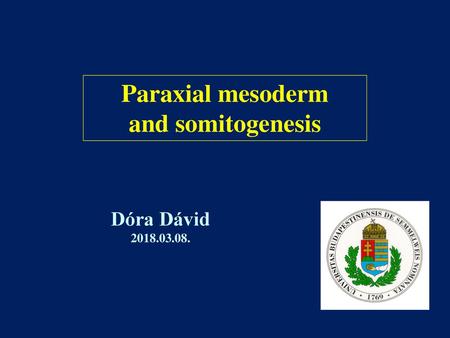 Paraxial mesoderm and somitogenesis