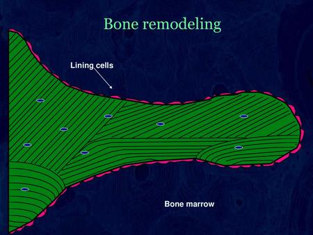 Bone remodeling Lining cells Bone marrow.