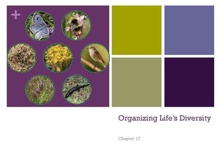 Organizing Life’s Diversity