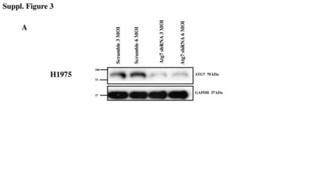 Suppl. Figure 3 A H1975 Atg7 shRNA 3 MOI Atg7 shRNA 6 MOI