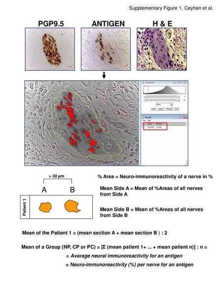 PGP9.5 ANTIGEN H & E A B Supplementary Figure 1, Ceyhan et al.