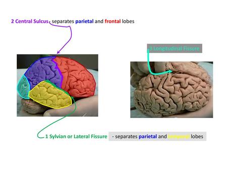 2 Central Sulcus - separates parietal and frontal lobes