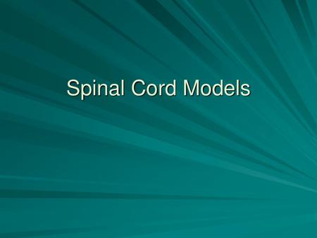 Spinal Cord Models.