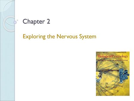 Exploring the Nervous System