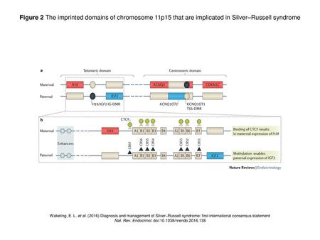 Nat. Rev. Endocrinol. doi: /nrendo