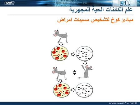 علم الكائنات الحية المجهرية