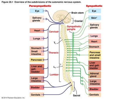 Parasympathetic Sympathetic Eye Eye Brain stem Salivary glands Skin*