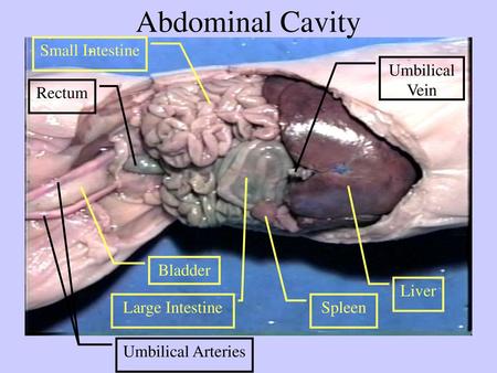 Abdominal Cavity Small Intestine Umbilical Vein Rectum Bladder Liver