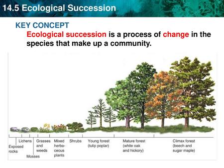 Succession occurs following a disturbance in an ecosystem.