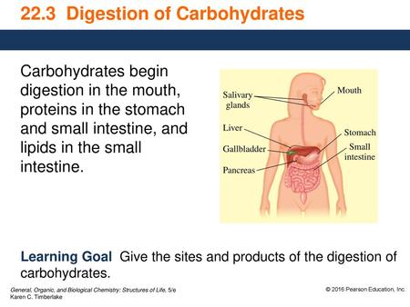 22.3 Digestion of Carbohydrates