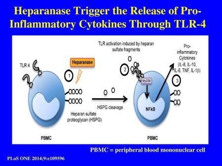 Model of cytokine upregulation in response to HPSE