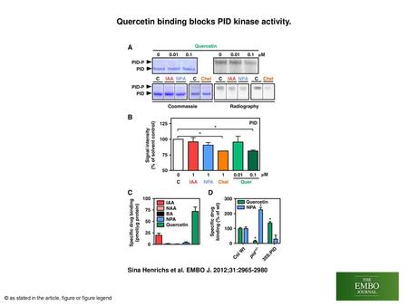 Quercetin binding blocks PID kinase activity.