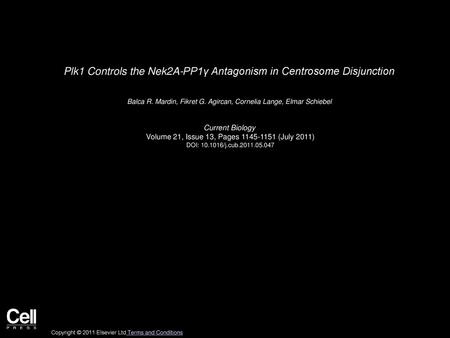 Plk1 Controls the Nek2A-PP1γ Antagonism in Centrosome Disjunction