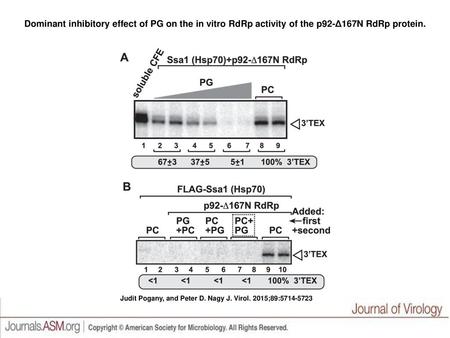 Dominant inhibitory effect of PG on the in vitro RdRp activity of the p92-Δ167N RdRp protein. Dominant inhibitory effect of PG on the in vitro RdRp activity.