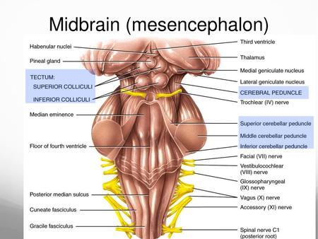 Midbrain (mesencephalon)