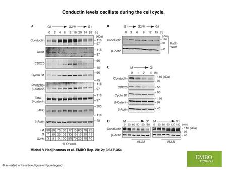 Conductin levels oscillate during the cell cycle.