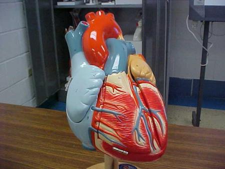 Aortic arch Pulmonary trunk Right atrium Left ventricle