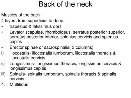 Back of the neck Muscles of the back-