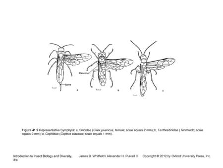 Figure 41.9 Representative Symphyta: a, Siricidae (Sirex juvencus, female; scale equals 2 mm); b, Tenthredinidae (Tenthredo; scale equals 2 mm); c, Cephidae.